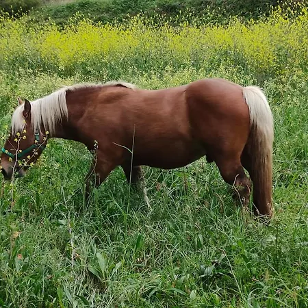 O Meo Refuxio アパート